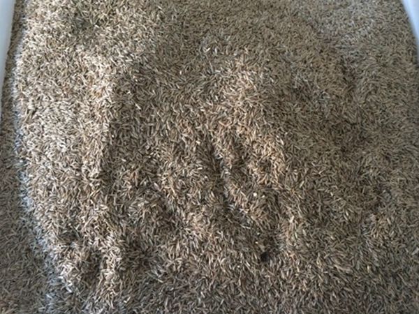 高羊茅种子(图2) 高羊茅种子(图2)