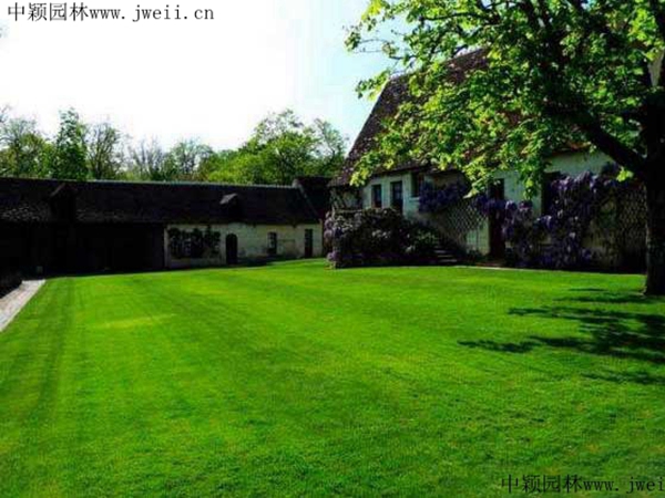 高羊茅种子(图3) 高羊茅种子(图3)