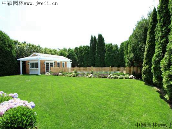 高羊茅种子(图4) 高羊茅种子(图4)