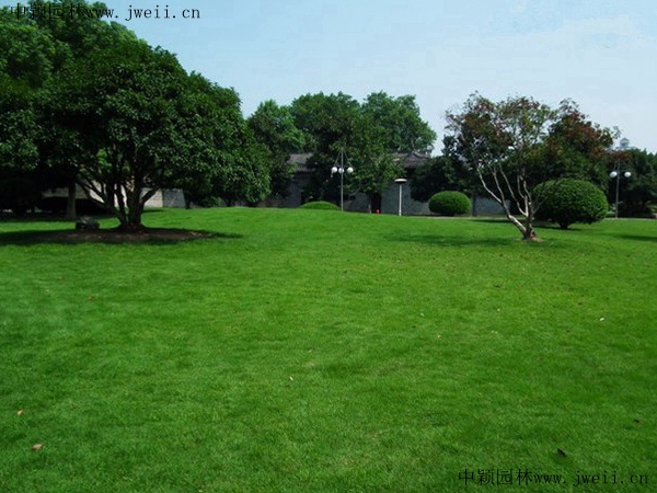 高羊茅种子(图5) 高羊茅种子(图5)