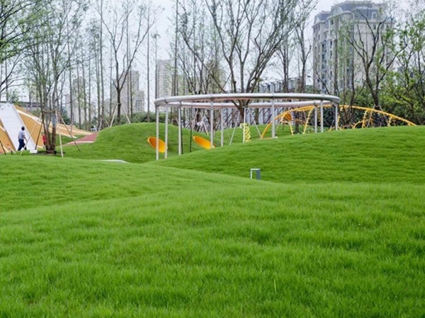 高羊茅种子(图6) 高羊茅种子(图6)