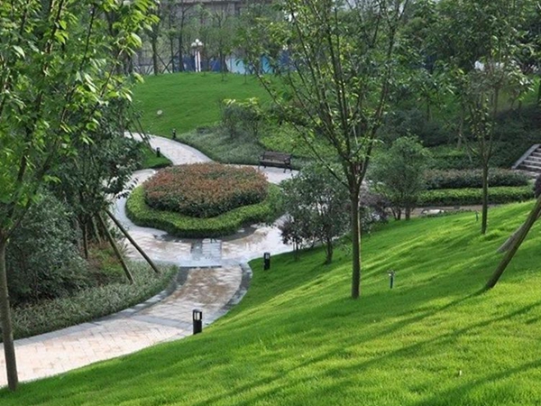 高羊茅种子(图7) 高羊茅种子(图7)