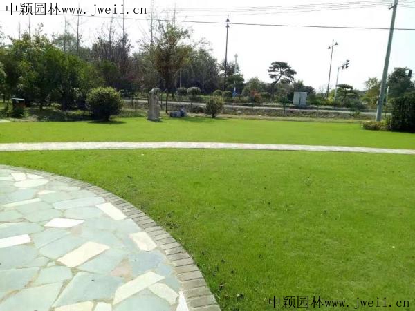 百慕大种子(图2) 百慕大种子(图2)