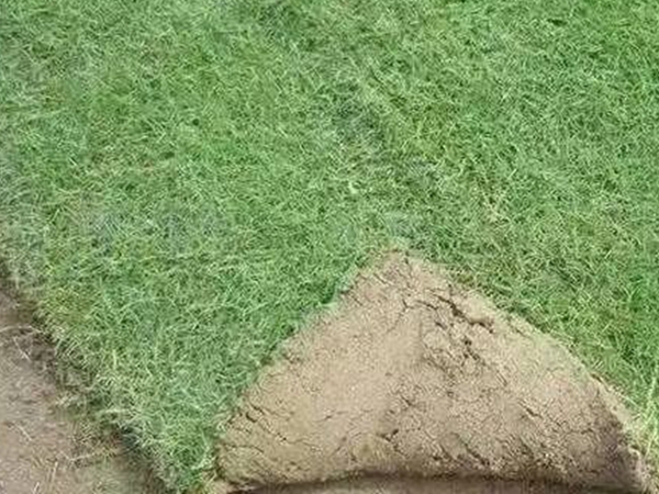 百慕大种子(图5) 百慕大种子(图5)