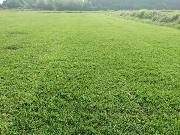 百慕大种子(图6) 百慕大种子(图6)