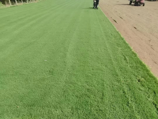 百慕大种子(图7) 百慕大种子(图7)