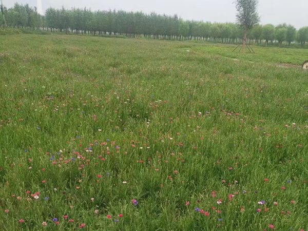 花海制作工程案例展示(图6)