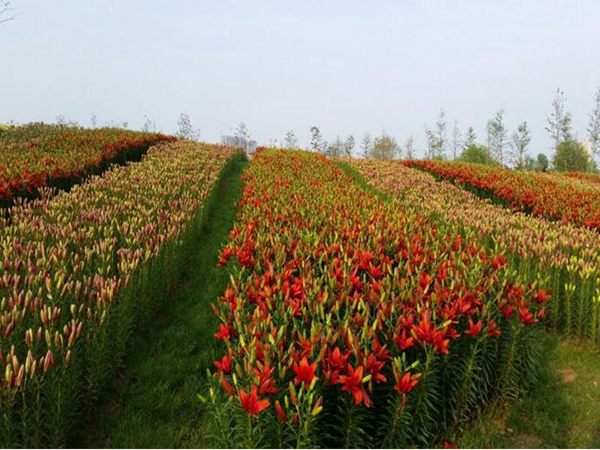 花海制作工程案例展示(图7)