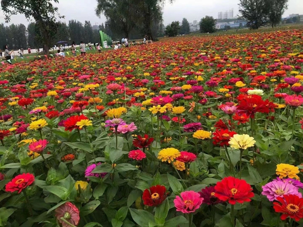 花海制作工程案例展示(图8)