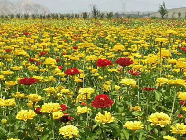 花海制作工程案例展示(图9)