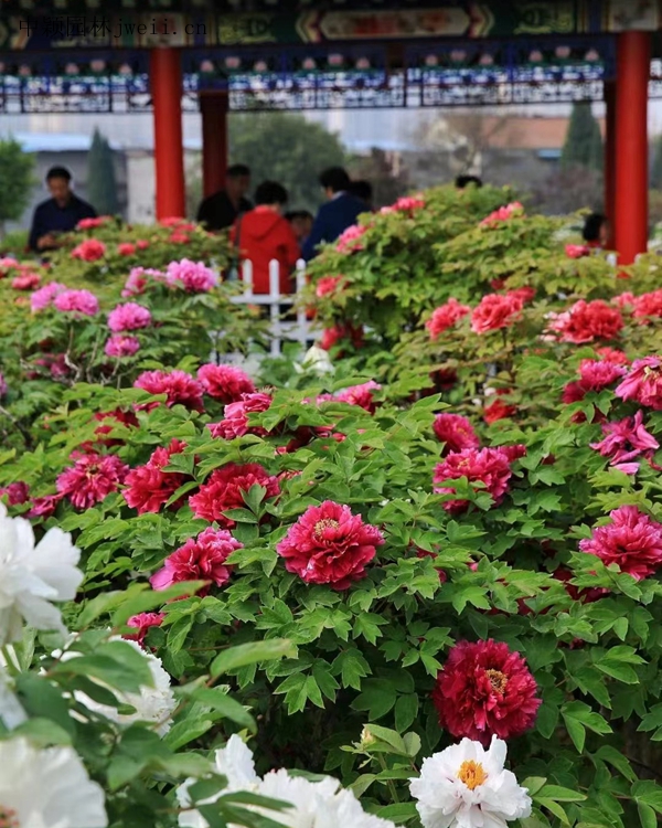 花海打造种植方案(图9) 花海打造种植方案(图9)