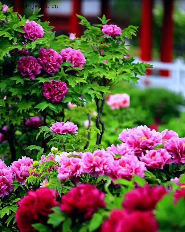 花海打造种植方案(图10) 花海打造种植方案(图10)