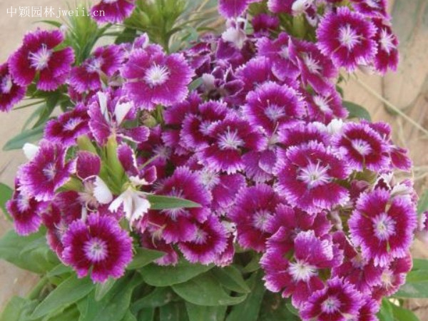 五彩石竹种子(图6)