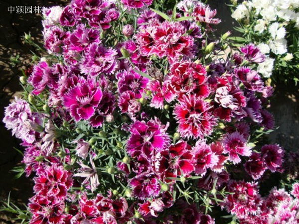 五彩石竹种子(图8)